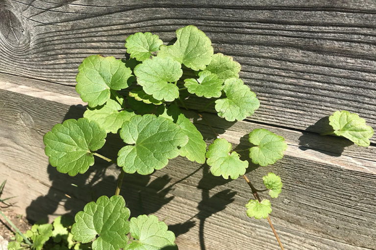 Die Gundelrebe - rankt sich in fast jedem Garten ...